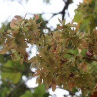 Berrya cordifolia (Willd.) Burret